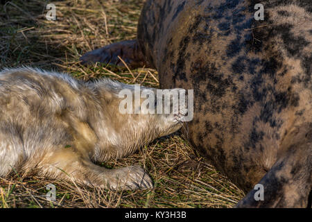 Un nouveau-né allaité bébé phoque gris sur sa mère à Donna Nook National Nature Reserve, Lincolnshire, Angleterre, RU Banque D'Images