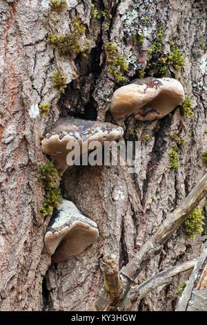 Willow champignon, Phellinus igniarius, également appelé fire éponge, est une cause majeure de la pourriture blanche. Banque D'Images