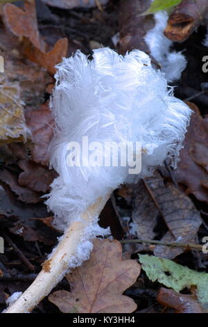 La glace sèche, aussi connu comme la laine ou le givre glace barbe est une forme rare de la glace. Il est formé en tant que résultat d'capillatory la respiration d'une seule espèce d'amusement Banque D'Images