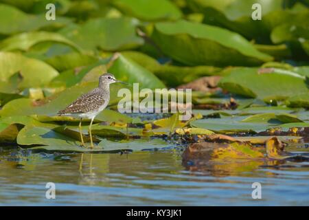 Le chevalier sylvain (Tringa glareola) sur les feuilles de nénuphar, sur l'eau, dans le Delta du Danube Banque D'Images