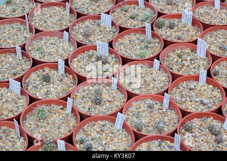 Plusieurs jeunes cactus poussant dans le gravier en tête des pots dans une serre anglaise,UK Banque D'Images