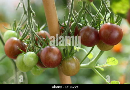 Les fruits noirs de Solanum lycopersicum 'Black Opal' plant de tomate variété mûrissement sur la vigne en serre, England, UK Banque D'Images