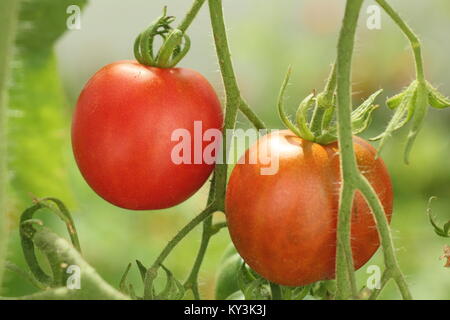 Solanum lycopersicum 'Bloody Butcher' plant de tomate variété de plus en plus sur la vigne dans une serre, England, UK Banque D'Images