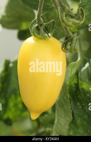Solanum lycopersicum 'Saucisses Crème' plant de tomate variété de plus en plus sur la vigne dans une serre, England, UK Banque D'Images