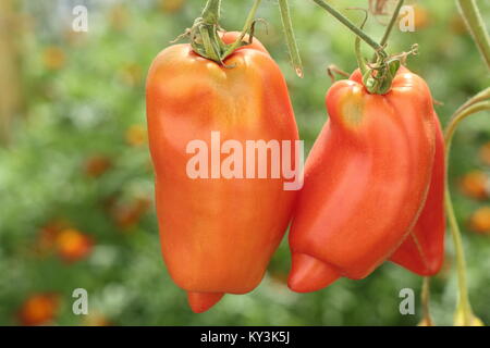 Solanum lycopersicum. Poivre long, 'en forme Andine cornue', une variété de tomate qui poussent sur un plant de tomate vigne dans une serre, England, UK Banque D'Images