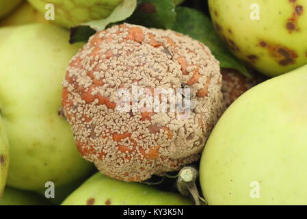 Malus domestica apple avec la moniliose (Monilinia laxa/Monilinia fructigena) retiré de l'arbre en anglais orchard pour décourager la propagation de la maladie Banque D'Images