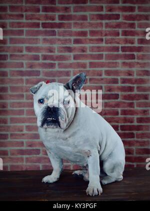 Portrait de vieux bouledogue français avec un mur de fond. Banque D'Images