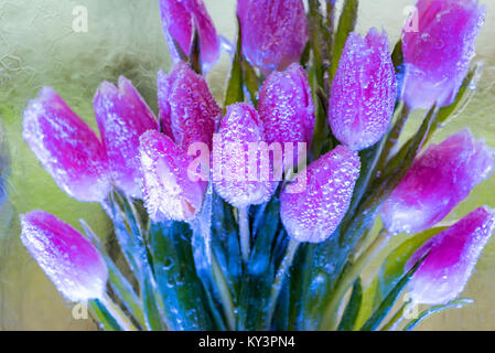 Bande décorative de tulipes dans la glace Banque D'Images