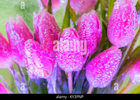 Bande décorative de tulipes dans la glace Banque D'Images