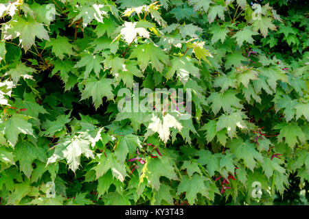 Feuilles d'érable vertes avec des graines rouges. Belle nature background Banque D'Images