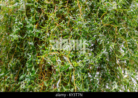 Willow chinois arrière-plan. Les branches et les feuilles de saule Salix matsudana. Focus sélectif. Banque D'Images