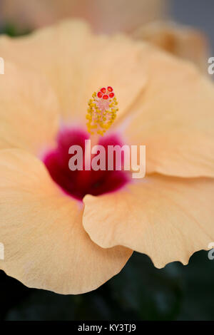 Close-up de l'étamine d'une fleur d'Hibiscus Banque D'Images