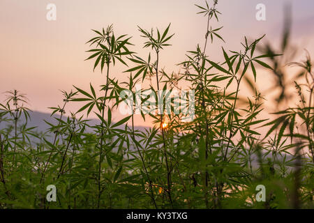 Les feuilles des plants de marijuana pendant le coucher du soleil dans le Nord de l'Inde Banque D'Images