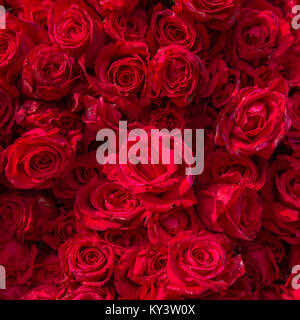 Belles roses rouges avec des gouttes de pluie Banque D'Images