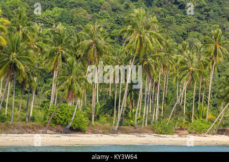 Palmiers sur la plage tropicale sur l'île de Koh Chang en Thaïlande Banque D'Images