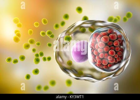 L'infection à Chlamydia. Illustration d'ordinateur d'une cellule infectée par la bactérie Chlamydia trachomatis. Corps élémentaires (EBs, les petites sphères vertes), la non-infectieuses reproduisant la forme des bactéries sont vus à l'extérieur de la cellule hôte. La cellule et l'infecter EBs sont transformés en corps réticulés (RB), qui sont se répliquer. RBs sont perçues comme un groupe de petites sphères rouges près du noyau (violet) de la cellule. La chlamydia est une infection transmise sexuellement qui peut passer inaperçue provoquant l'infertilité. Il provoque aussi la maladie de l'oeil le trachome, qui peut conduire à la cécité. Banque D'Images