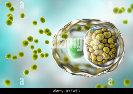 L'infection à Chlamydia. Illustration d'ordinateur d'une cellule infectée par la bactérie Chlamydia trachomatis. Corps élémentaires (EBs, petites sphères vert foncé), la non-infectieuses reproduisant la forme des bactéries sont vus à l'extérieur de la cellule hôte. La cellule et l'infecter EBs sont transformés en corps réticulés (RB), qui sont se répliquer. RBs sont perçues comme un groupe de petites sphères vert clair près du noyau (vert foncé) de la cellule. La chlamydia est une infection transmise sexuellement qui peut passer inaperçue provoquant l'infertilité. Il provoque aussi la maladie de l'oeil le trachome, qui peut conduire à la cécité. Banque D'Images