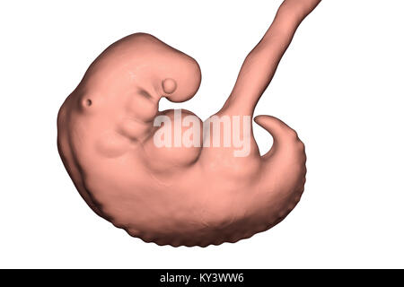 Au cours de l'embryon sur le milieu de la 4e semaine, l'illustration de l'ordinateur. Banque D'Images