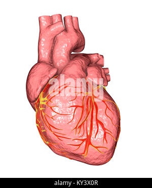 Heart,ordinateur illustration.Le coeur est un sac creux (cadre inférieur) des tissus musculaires qui pompe le sang autour du corps.Les petits vaisseaux sanguins coronaire surface fournir le muscle cardiaque en sang.Quatre grands vaisseaux sanguins (cadre supérieur) ramènent le sang de et du coeur.Depuis le coin supérieur gauche vers le centre droit ils sont : la veine cave (le retour veineux du sang désoxygéné du corps) ; l'aorte (artère par laquelle le sang oxygéné est pompée à l'organisme) ; l'artère pulmonaire (par lequel le sang désoxygéné est pompé dans les poumons) Banque D'Images