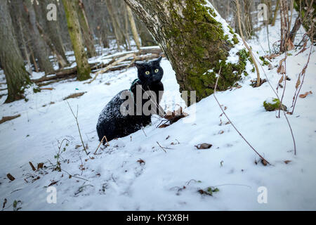 Chat noir dans la forêt au début de l'hiver. Banque D'Images