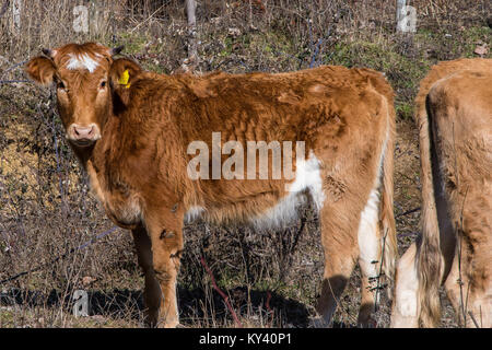 Une jolie brune cow dans la campagne de Ioannina en Grèce Banque D'Images