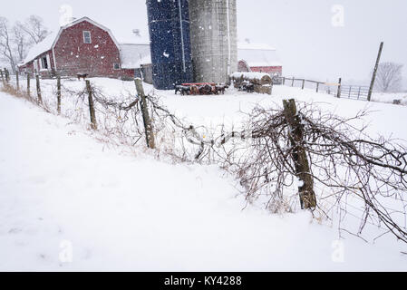 Barn bovins, neige, East Montpelier, Vermont, USA. Banque D'Images