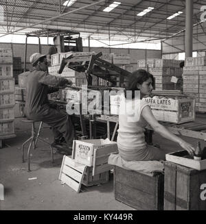 Années 1950, historiques, de l'intérieur d'un entrepôt d'emballage des agrumes en Israël, un homme et femme qui travaille sur une chaîne de production de caisses en bois rectangulaire le joint de la célèbre 'Jaffa' oranges - qui sont individuellement emballés et étiquetés à l'intérieur des boîtes. Banque D'Images