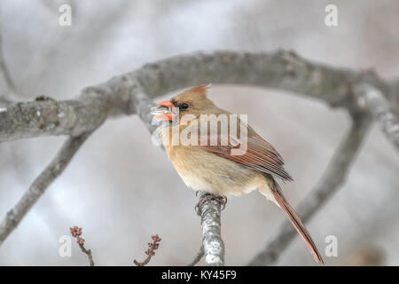 Le Cardinal en hiver avec des graines de tournesol Banque D'Images