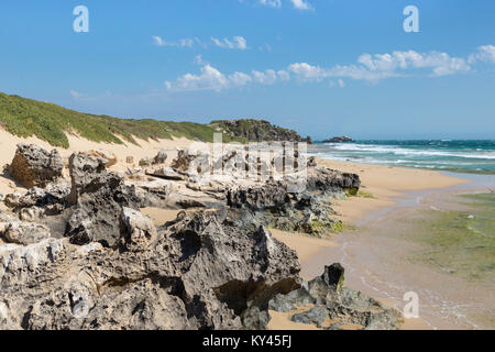 Les pièces dans les rochers, dans les parties sandy rive ouest de l'Île Penguin, Rockingham, l'ouest de l'Australie Banque D'Images