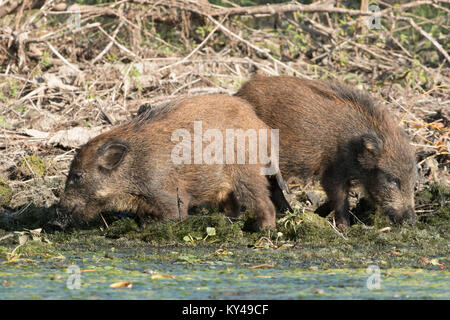 Le sanglier (Sus scrofa) à la recherche de nourriture sur terre, l'eau dans le Delta du Danube Banque D'Images