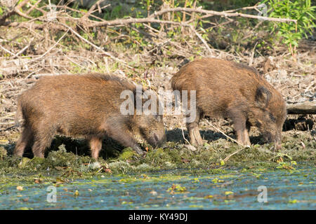 Le sanglier (Sus scrofa) à la recherche de nourriture sur terre, l'eau dans le Delta du Danube Banque D'Images