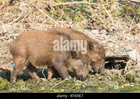 Le sanglier (Sus scrofa) à la recherche de nourriture sur terre, l'eau dans le Delta du Danube Banque D'Images