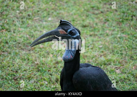 Oiseau Calao noir avec Twig Banque D'Images