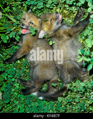 Frères ensemble, deux jeunes renards roux, Vulpes vulpes, kits riant dans l'herbe, Midwest USA Banque D'Images