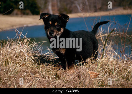 Chiot berger allemand, Canis lupus familiaris, près du lac en hiver, New York Banque D'Images