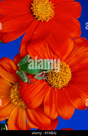 Petite rainette de dessus assis sur fleur orange vif, USA Tithonia Banque D'Images