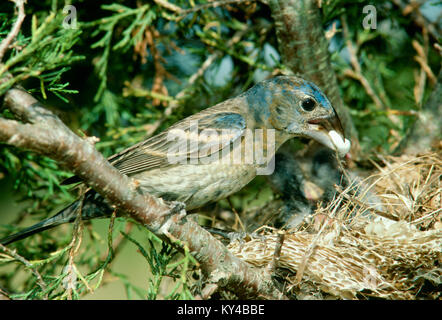 Guiraca bleu femme mère, Passerina caerulea, prend sac fécal d'oisillons au nid inhabituelle -- et de la paille dans la peau de conifère. Banque D'Images