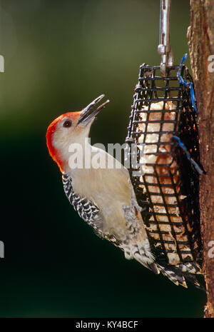 Pic à ventre rouge, Melanerpes carolinus, perches sur suet, Missouri Banque D'Images