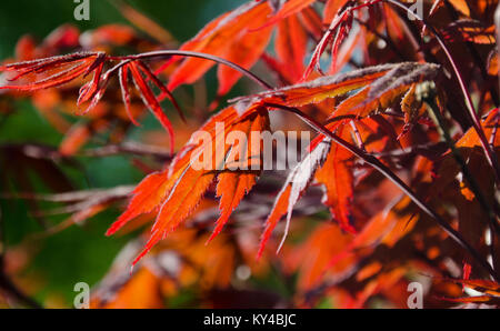 Japanese maple, Acer palmatum, quitte à Yarmouth, Maine, USA. Banque D'Images