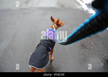 Le pharaon Hound, lors d'une promenade Banque D'Images