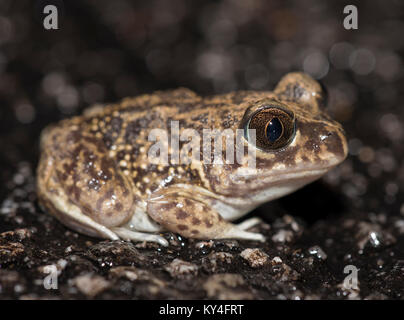 Pelobates cultripes Crapaud de l'ouest sur une nuit pluvieuse près de Mertola Algarve Portugal Banque D'Images