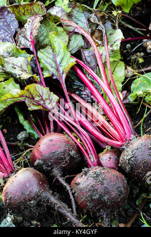 Droit de betterave bio frais hors de la terre. Le jardinage biologique à son meilleur. Banque D'Images