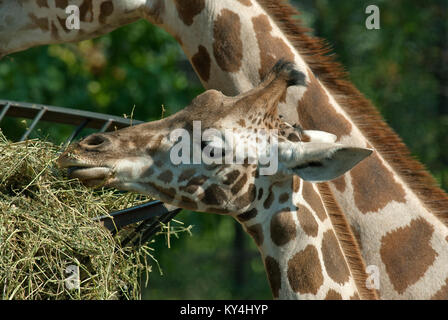 Girafe, Giraffa camelopardalis, Bioparco, Rome, Italie Banque D'Images