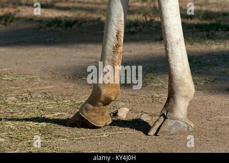 Girafe, Giraffa camelopardalis, détail des pattes avant, Bioparco, Rome, Italie Banque D'Images