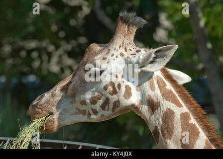 Girafe, Giraffa camelopardalis, Bioparco, Rome, Italie Banque D'Images