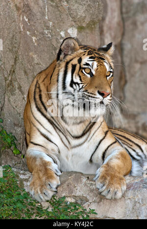 Tigre de Sibérie (Panthera tigris altaica), Bioparco, Rome, Italie Banque D'Images