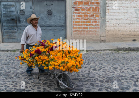 Homme dans un chapeau de paille en poussant une brouette pleine d'orange, jaune et rouge tagètes, sur une rue pavée et un mur de brique, à San Miguel de Allende Banque D'Images