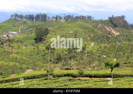 Les plantations de thé sur les collines au Sri Lanka Banque D'Images