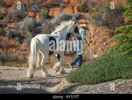 Gypsy Vanner femme menant jusqu'Étalon Cheval Mountain Trail Road Banque D'Images