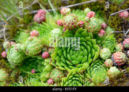 Les jeunes houseleek depuis le haut point de tir, Close up Banque D'Images